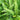 Thelypteris decursive-pinnata (Japanese Beech Fern)