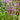 Verbena hastata Swamp Verbena (Blue Vervain) PRC