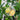Citrus limon 'Meyer' (Meyer Lemon Bush)