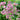 Eupatorium 'Little Pye' (Dwarf Joe Pye Weed)
