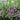 Calluna vulgaris ‘Tib’ (Summer Heather)
