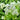 Eupatorium perfoliatum (Common Boneset)
