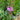 Liatris spicata Dense Blazing Star (Gayfeather)