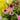 Echinacea purpurea (Purple Coneflower)