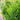 Chamaecyparis obtusa Jade Waves® (Fernspray False Cypress)