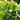 Fragaria Virginiana 'Port Huron' (Wild Strawberry)