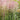 Ornamental Grass: Muhlenbergia capillaris (Pink Muhly Grass)