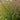 Ornamental Grass: Panicum Prairie Winds® 'Apache Rose' (Switch Grass)