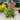 Echinacea purpurea (Purple Coneflower)