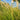 Ornamental Grass: Miscanthus sinensis 'Yaku Jima' (Maiden Grass)