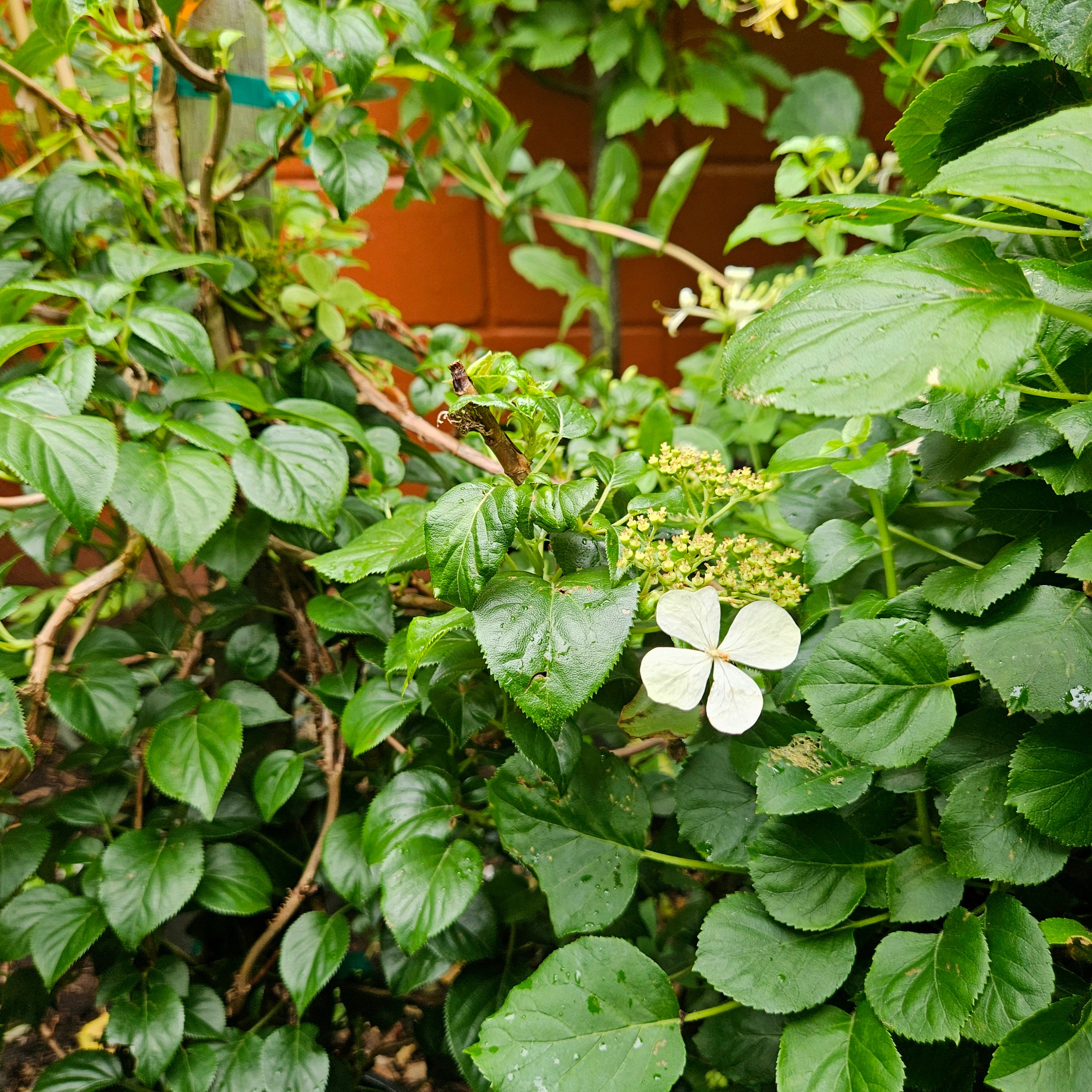 Hydrangea 'Petiolaris' (Climbing Hydrangea) – Chelsea Garden Center