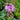 Liatris spicata Dense Blazing Star (Gayfeather)