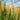 Red head ornamental grass pennisetum