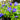 Gentiana 'True Blue'