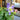 Aquilegia 'Earlybird™ Blue White' (Columbine)
