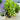 Prunus laurocerasus 'Schipkaensis' (Skip Laurel)
