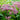 Eupatorium 'Little Pye' (Dwarf Joe Pye Weed)