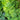 Thuja 'Private Jet™' (Arborvitae)
