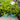 Vaccinium 'Jelly Bean®' (Blueberry Bush)'
