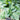  Hosta Shadowland® 'Above the Clouds' (Hosta hybrid)