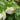 Viburnum 'Roseum' (European Snowball Viburnum)