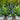 Veronica MAGIC SHOW® 'Ever After' (Speedwell)