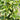 Fatshedera lizei 'Angyo Star™' (Tree Ivy)