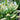 Itea virginica 'Fizzy Mizzy' (Sweetspire)