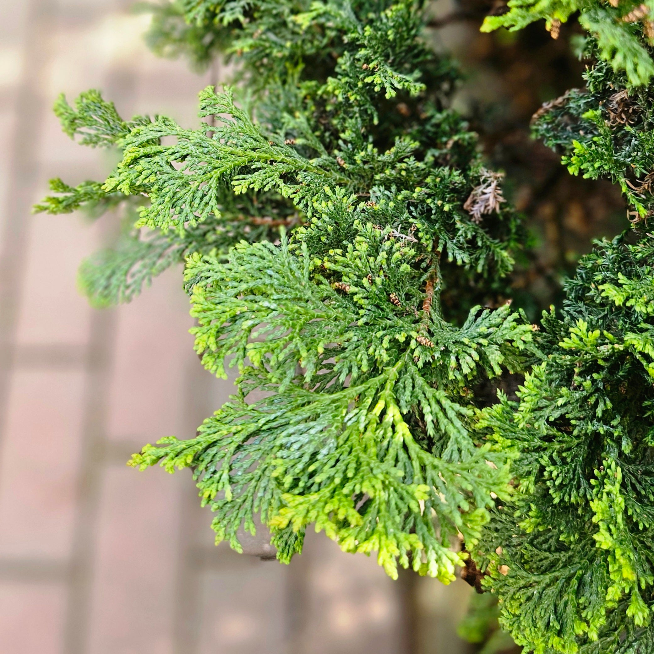 Chamaecyparis obtusa 'Compacta' (Compact Hinoki Cypress) – Chelsea