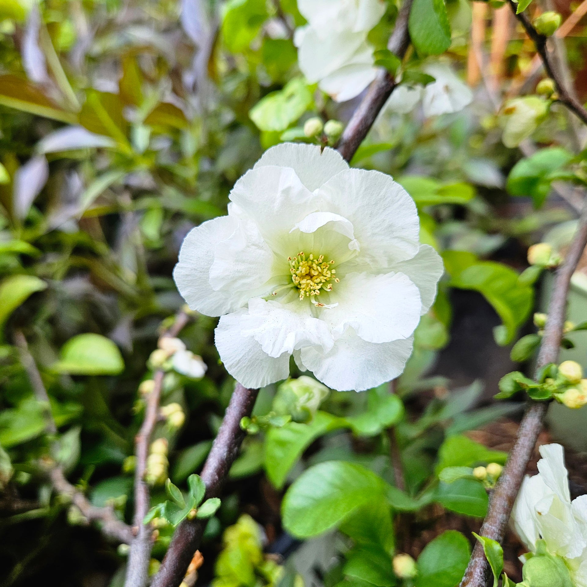Chaenomeles Double Take 'Eternal White' (Flowering Quince)