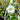 Chaenomeles Double Take® 'Eternal White' (Flowering Quince)