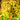 Spirea Double Play® 'Candy Corn®'