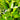 Citrus 'Calamansi' (Calamondin Bush)