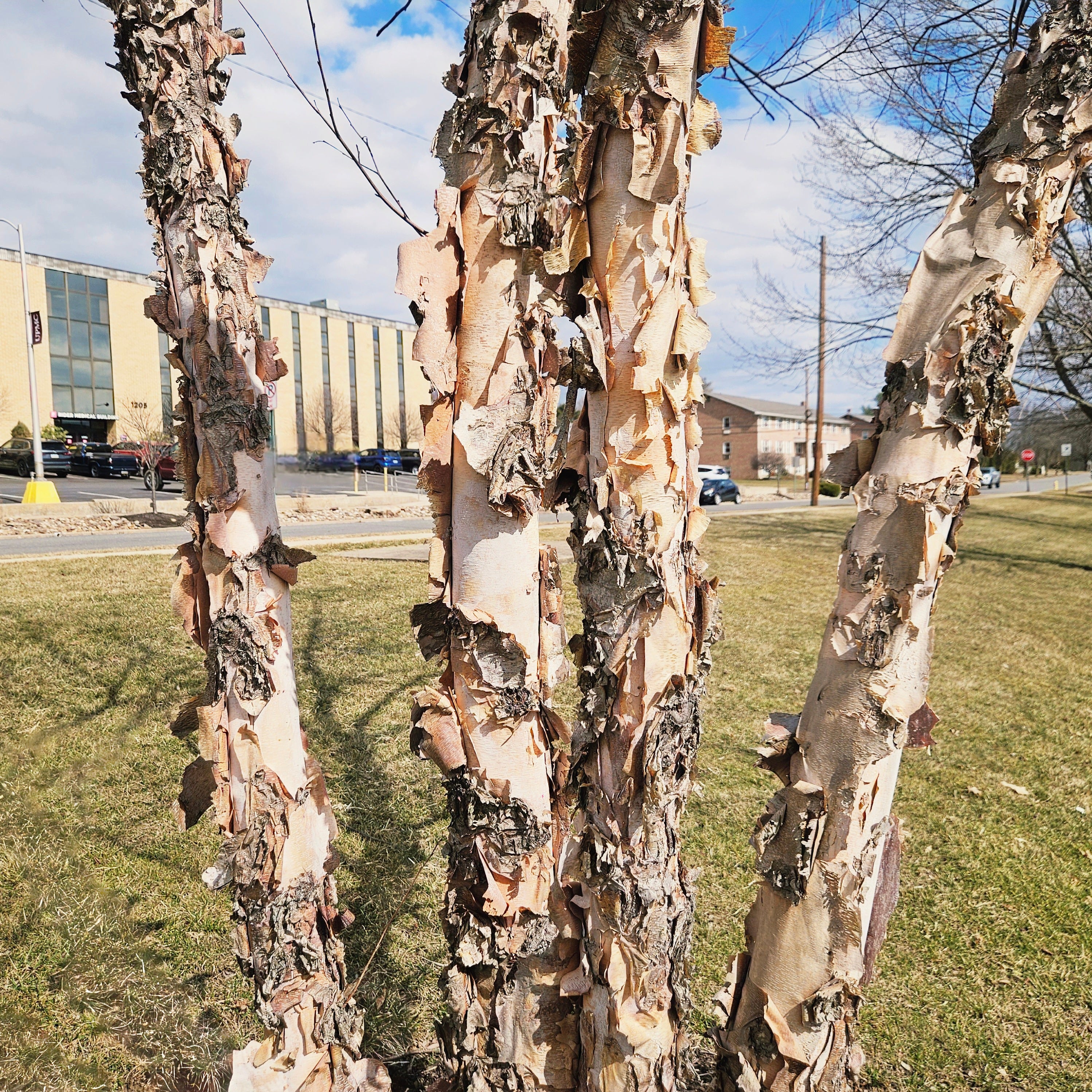 Betula Heritage River Birch