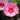Hibiscus 'Starry Starry Night'