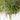 Ornamental Grass: Panicum Prairie Winds® 'Apache Rose' (Switch Grass)