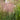 Ornamental Grass: Muhlenbergia capillaris (Pink Muhly Grass)