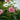 Rosa David Austin® 'Strawberry Hill' (Trellised English Climbing Rose)