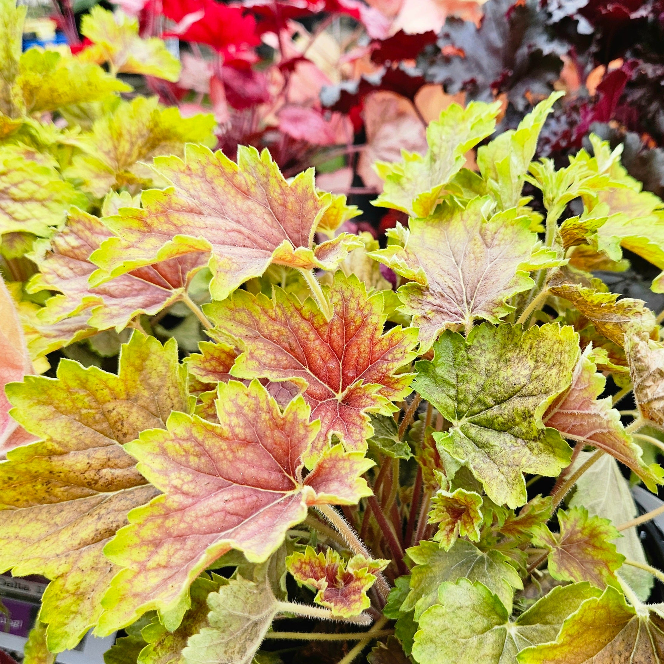 Overdevest Heuchera Delta Dawn - Thumbnail 5