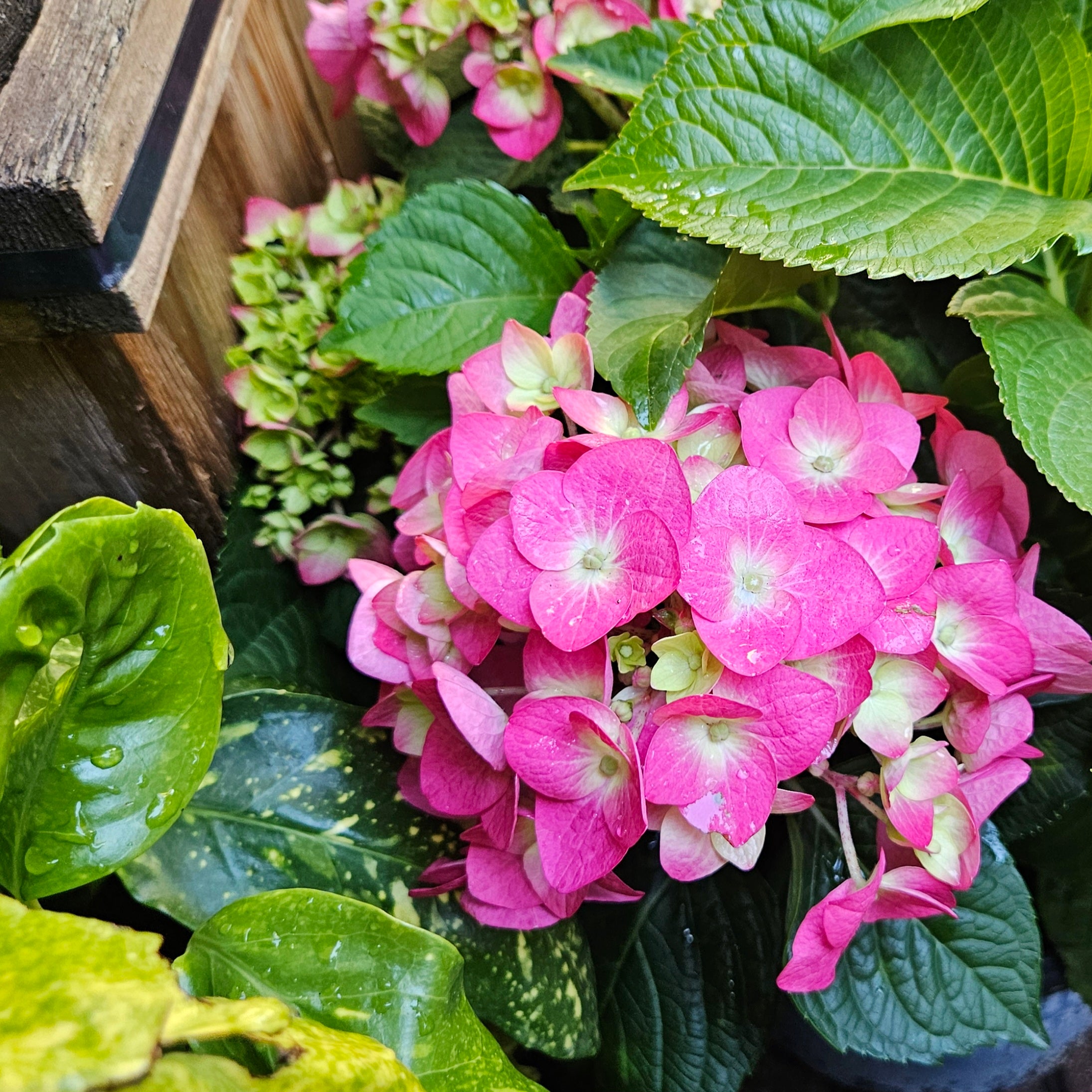 Hydrangea macrophylla Endless Summer® 'Summer Crush' (Mophead
