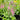 Veronica Moody Blues® 'Dark Pink' (Speedwell) QUT