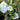 Chaenomeles Double Take® 'Eternal White' (Flowering Quince)