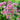 Eupatorium 'Little Pye' (Dwarf Joe Pye Weed)