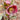 Helleborus x HGC® Ice N' Roses® 'Red' (Snow / Lenten Rose)
