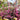 Agastache Meant to Bee® 'Royal Raspberry' (Hummingbird Mint) OVD