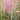 Ornamental Grass: Muhlenbergia capillaris (Pink Muhly Grass)
