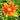 Coreopsis Li'l Bang™ 'My Darling Clementine' (Tickseed) PRC