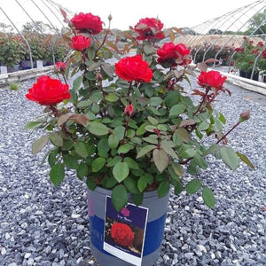 Rose True Bloom™ True Passion Rose – Hybrid Tea Rose