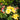 rosa easy elegance high voltage shrub rose