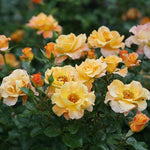 Sunorita Rose